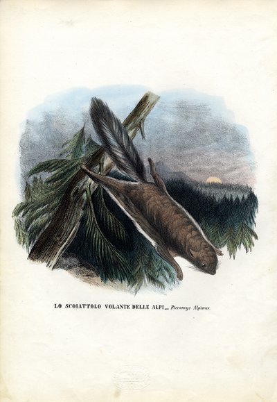 Scoiattolo volante, 1863-79 da Raimundo Petraroja